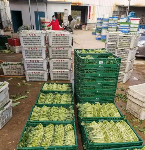 吉安市农产品运营中心 守护市民“菜篮子”，争做保障先锋